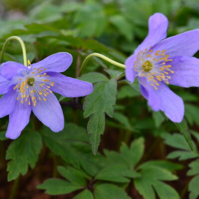 ANEMONE nemorosa 'Celestial'