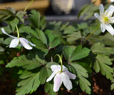 ANEMONE nemorosa 'Dark Leaf'