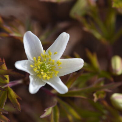 ANEMONE nemorosa 'Glyncoch Gold'