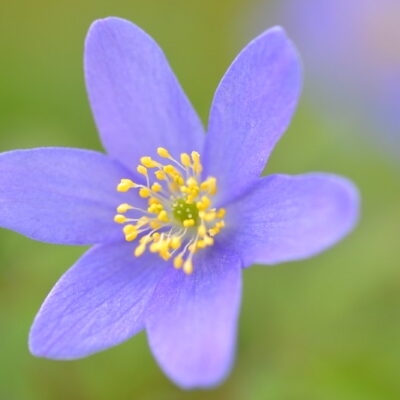 ANEMONE nemorosa 'Good Blue' ex Hazel Kaye