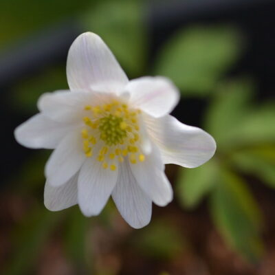 ANEMONE nemorosa 'Hilda'