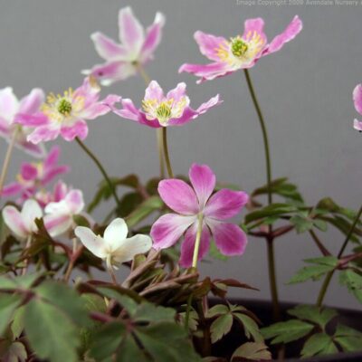 ANEMONE nemorosa 'Ice and Fire'
