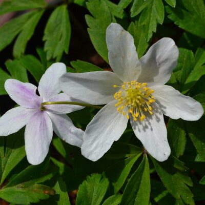 ANEMONE nemorosa 'Isabell'
