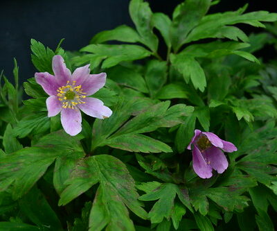 ANEMONE nemorosa 'La Rochanne'