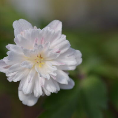 ANEMONE nemorosa 'Lehna'