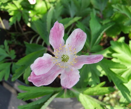 ANEMONE nemorosa 'Lionel Bacon'
