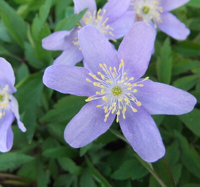 ANEMONE nemorosa 'Lismore Blue'