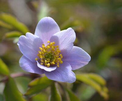 ANEMONE nemorosa 'Lucia'