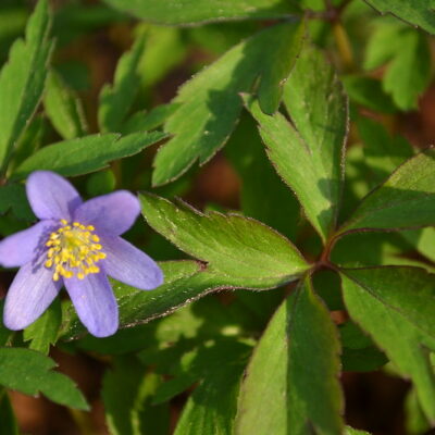ANEMONE nemorosa 'Mart's Blue'