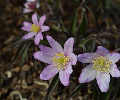 ANEMONE nemorosa 'New Pink'