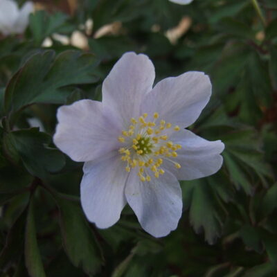 ANEMONE nemorosa 'Parlez Vous'