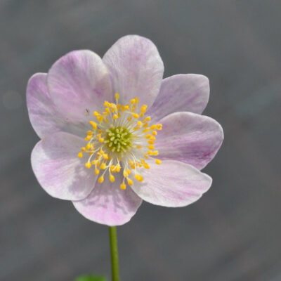 ANEMONE nemorosa 'Pentre Pink'