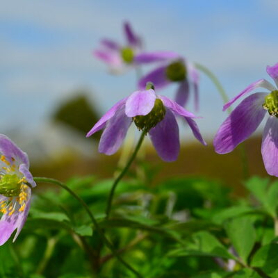 ANEMONE nemorosa 'Rosea'