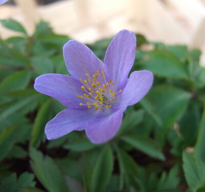 ANEMONE nemorosa 'Royal Blue'