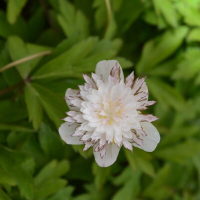 ANEMONE nemorosa 'Salt and Pepper'