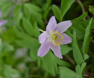 ANEMONE nemorosa 'Tilo'