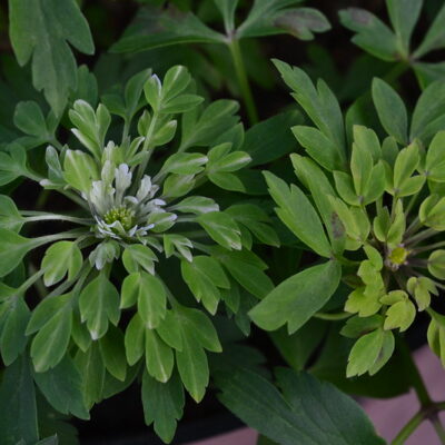 ANEMONE nemorosa 'Viridiflora'