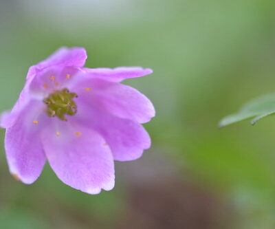 ANEMONE nemorosa 'Westwell Pink'