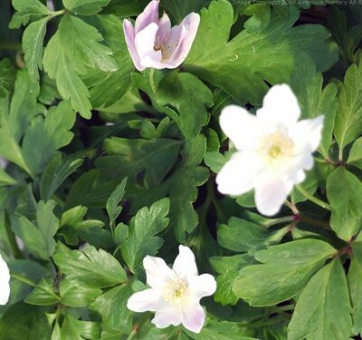 ANEMONE nemorosa 'Wilks' Giant'