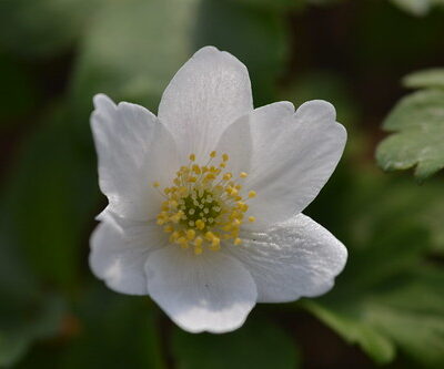 ANEMONE nemorosa 'Wilks' White'
