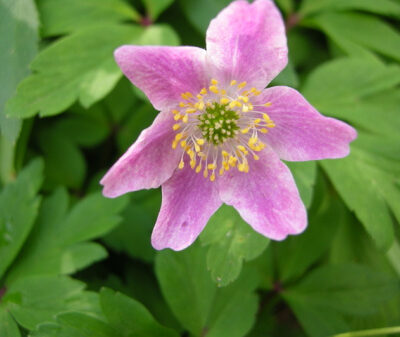 ANEMONE nemorosa 'Wyatt's Pink'