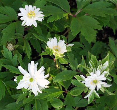 ANEMONE nemorosa 'Yerda Ramusem'