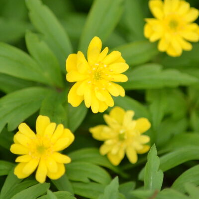 ANEMONE ranunculoides 'Pleniflora'