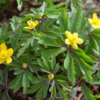 ANEMONE ranunculoides laciniata