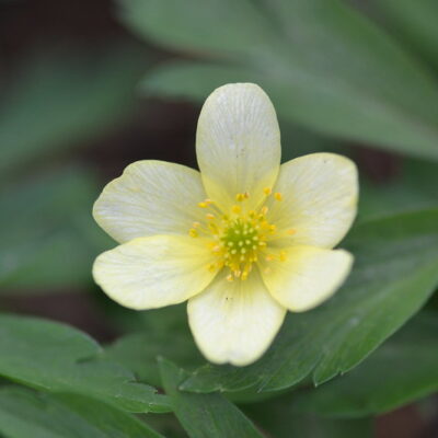ANEMONE x lipsiensis 'Pallida'