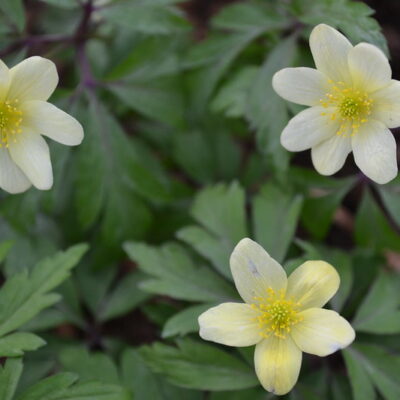 ANEMONE x lipsiensis