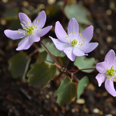 ANEMONELLA thalictroides