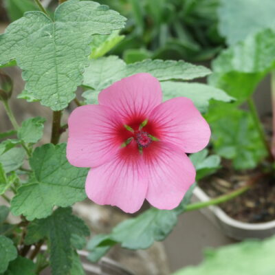 ANISODONTA 'El Rayo'