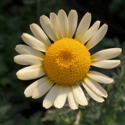 ANTHEMIS tinctoria 'Celia'