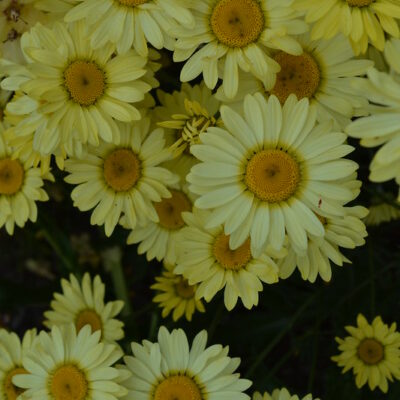 ANTHEMIS tinctoria 'Wargrave Variety'