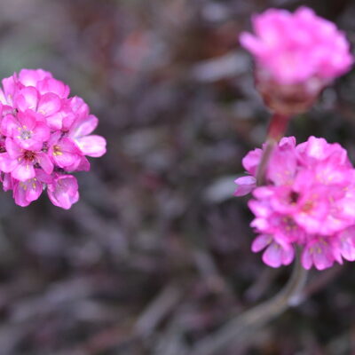 ARMERIA maritima 'In the Red'