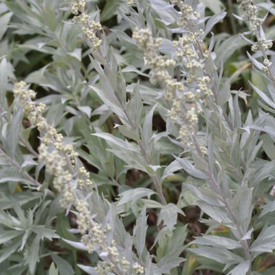 ARTEMISIA ludoviciana 'Valerie Finnis'