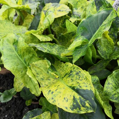 ARUM italicum ssp. neglectum 'Miss Janay Hall'