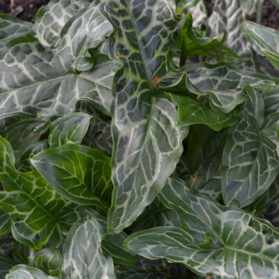 ARUM italicum ssp. italicum 'Spotted Jack'
