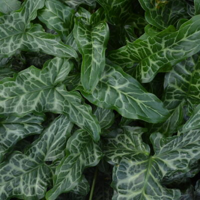 ARUM italicum 'Tresahor Beauty'