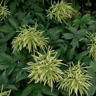 ARUNCUS 'Ulf'