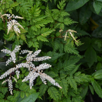 ARUNCUS 'Woldemar Meier'