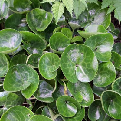 ASARUM europaeum