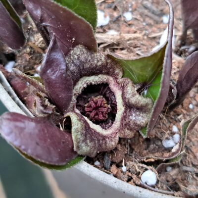 ASARUM maximum 'Ling Ling'