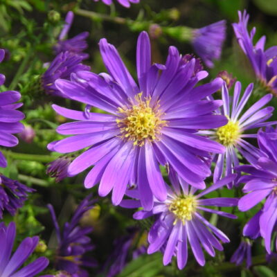 SYMPHYOTRICHUM 'Hill Close Blue'