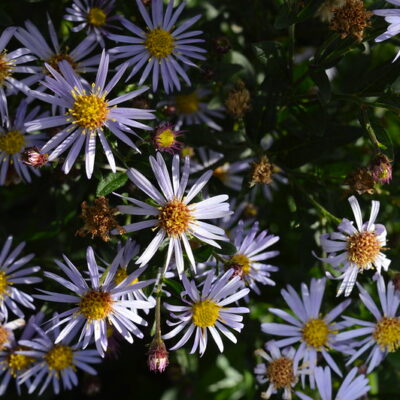 ASTER trifoliatus ssp. ageratoides 'Blaukuppel'