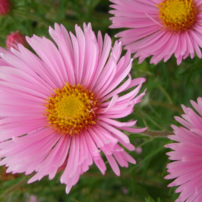 SYMPHYOTRICHUM novae-angliae 'Foxy Emily'
