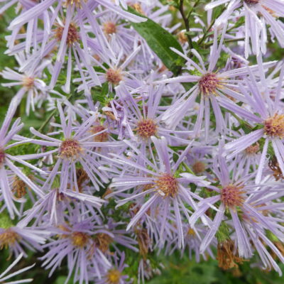 GALATELLA sedifolia