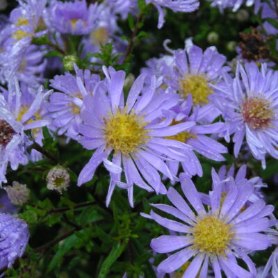SYMPHYOTRICHUM 'Noreen'