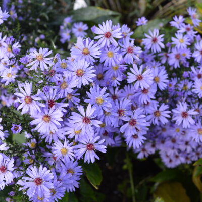 ASTER 'Photograph'