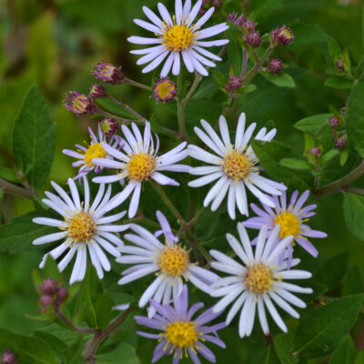 ASTER ageratoides 'Asran'